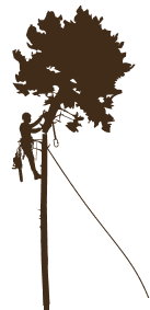Man climbing tree