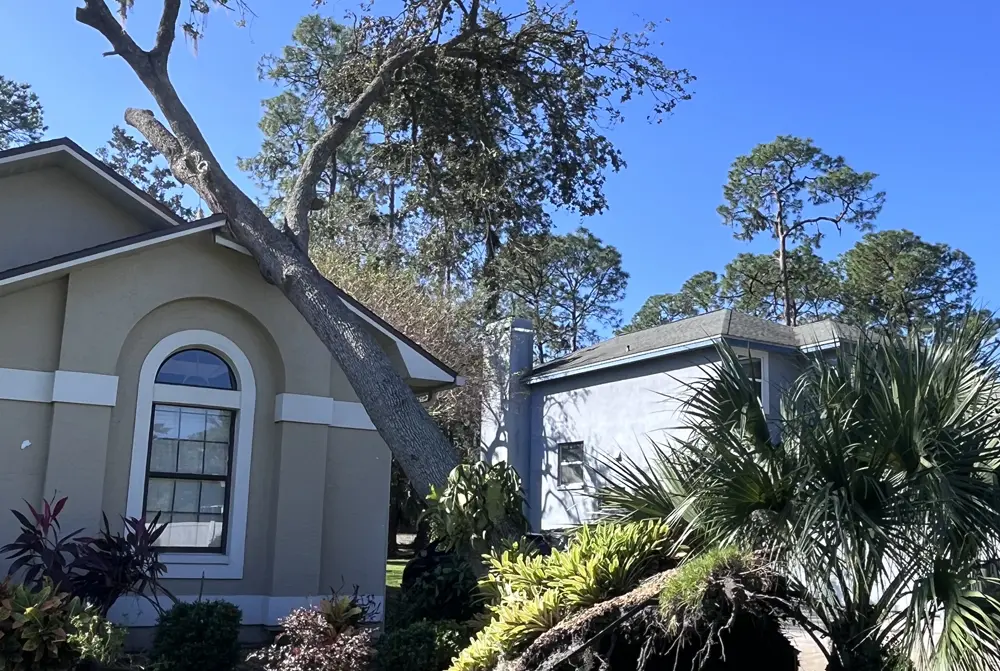 Tree fallen onto house