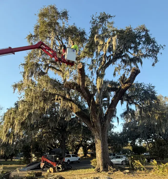Trimming a Live Oak Tree