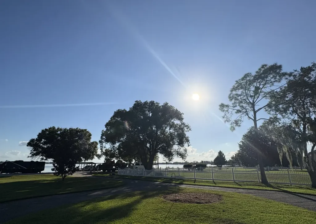 Sun between trees
