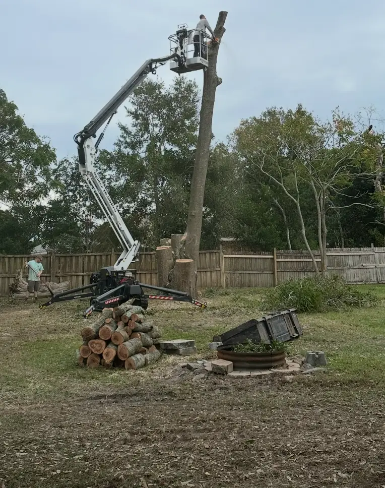 Tree Removal