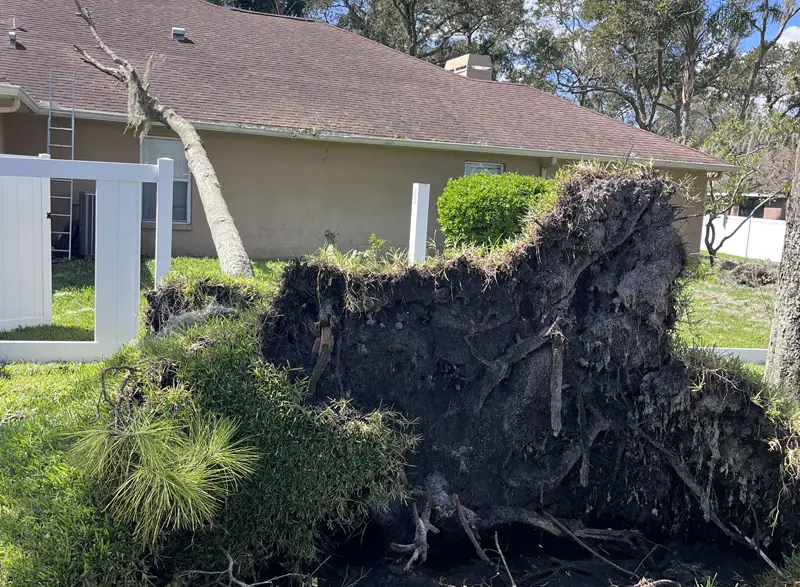 Tree Uprooted